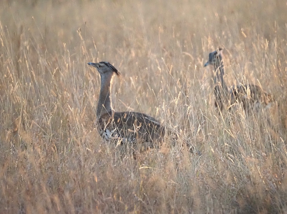 Kori Bustard - ML638272119