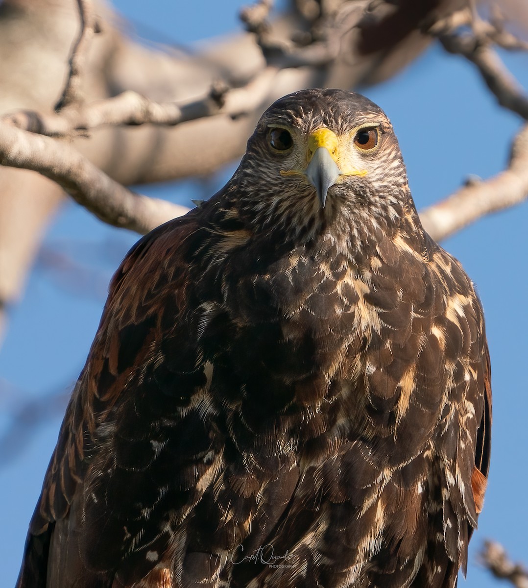 Harris's Hawk - ML638272121