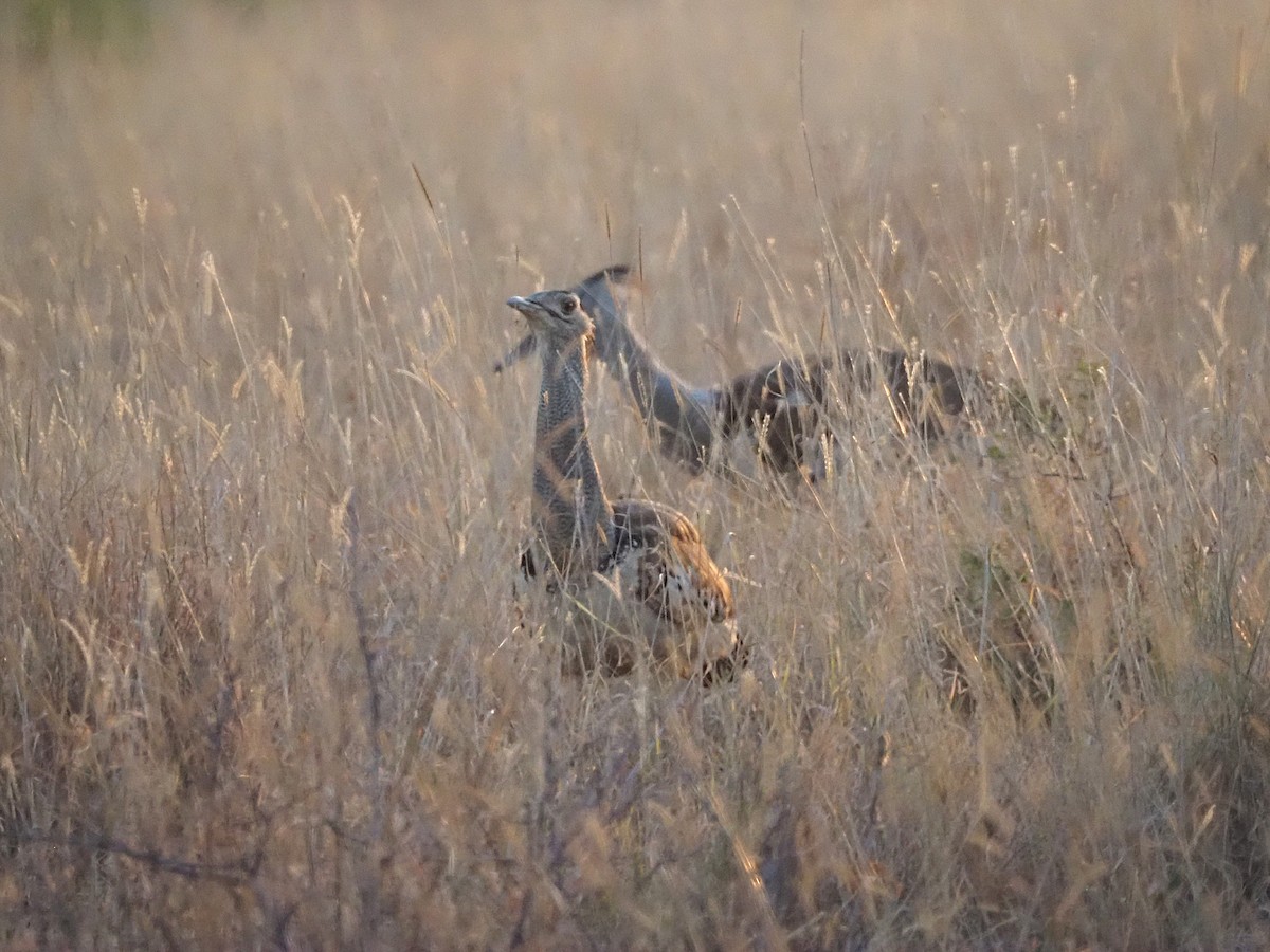 Kori Bustard - ML638272123