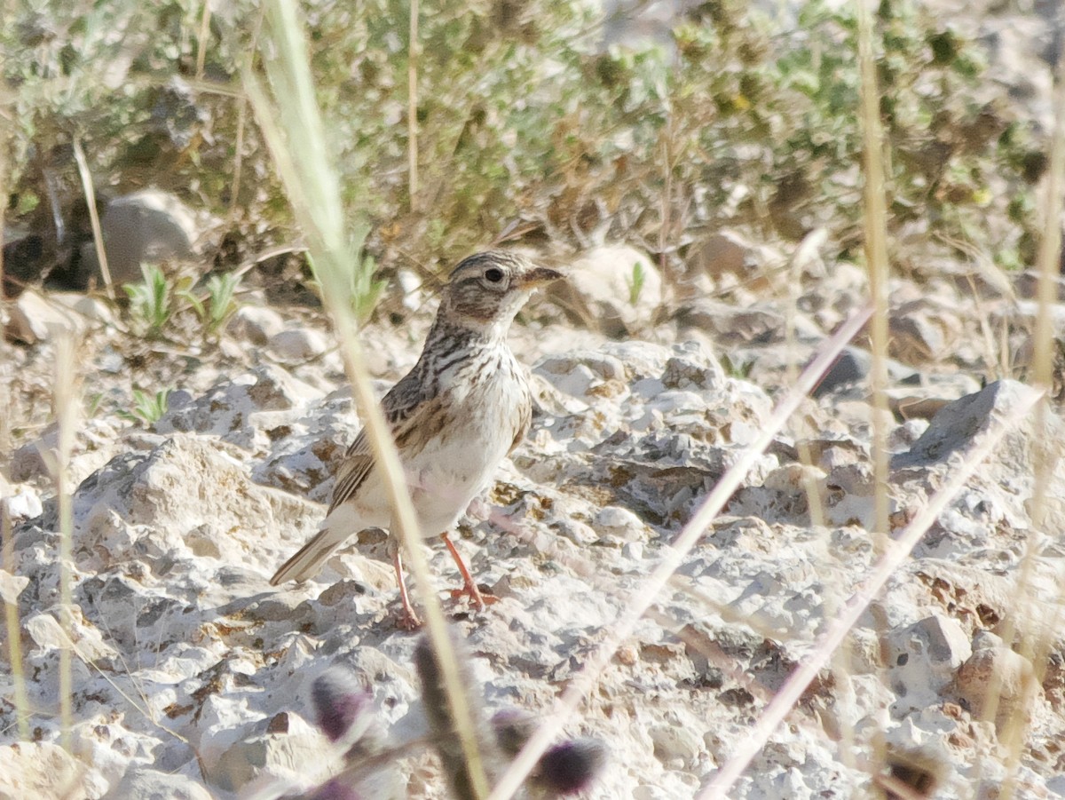 Mediterranean Short-toed Lark - ML638272124