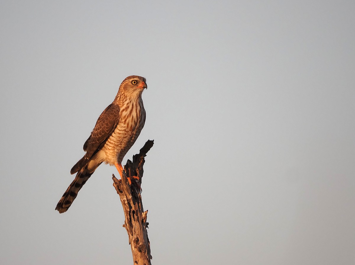 Gabar Goshawk - ML638272129