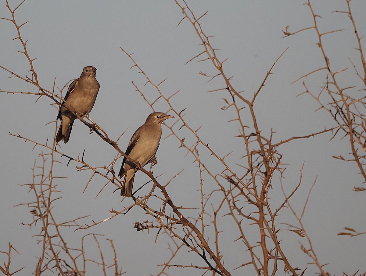 Wattled Starling - ML638272136