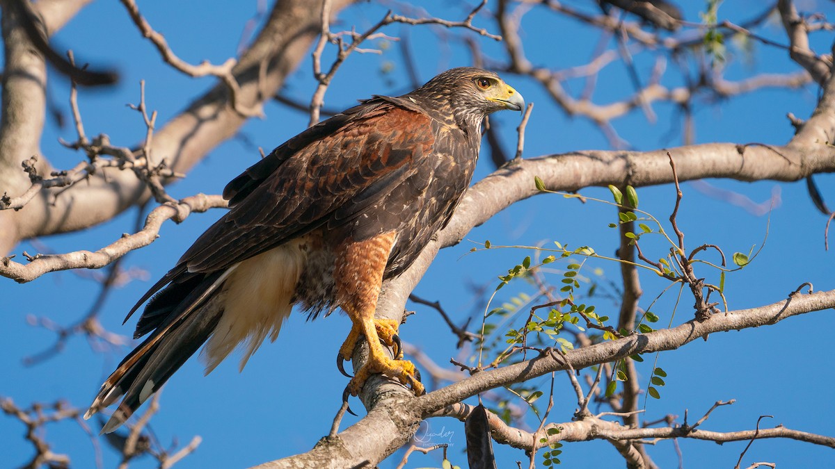 Harris's Hawk - ML638272140