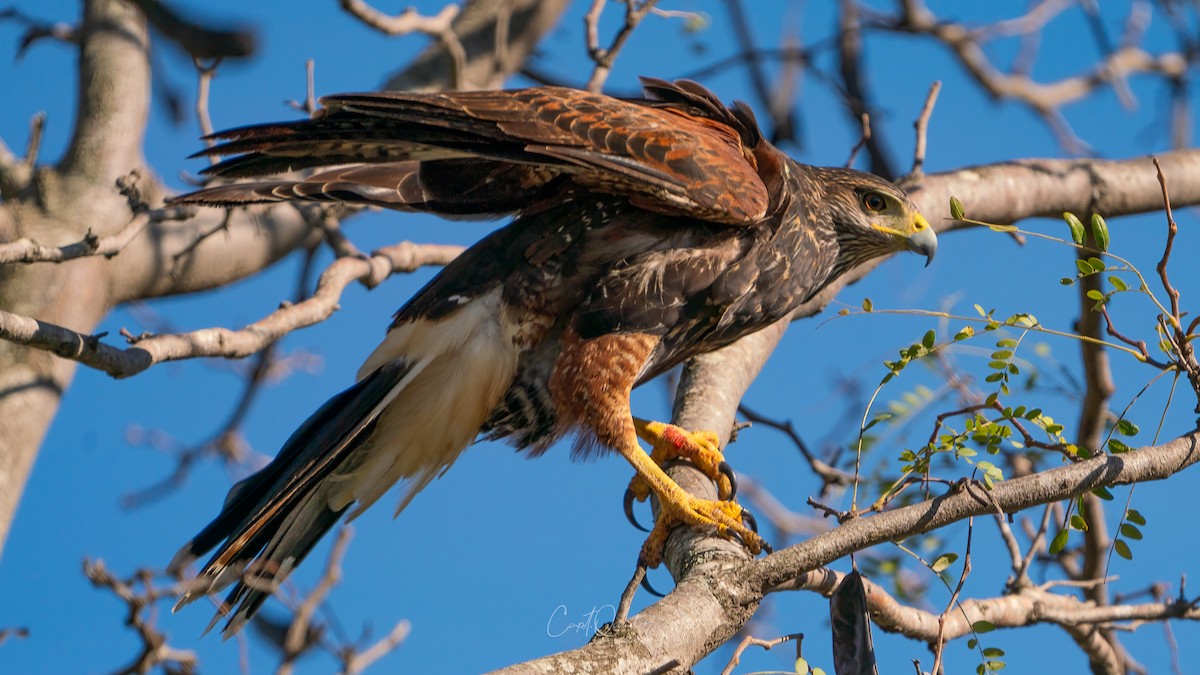 Harris's Hawk - ML638272145