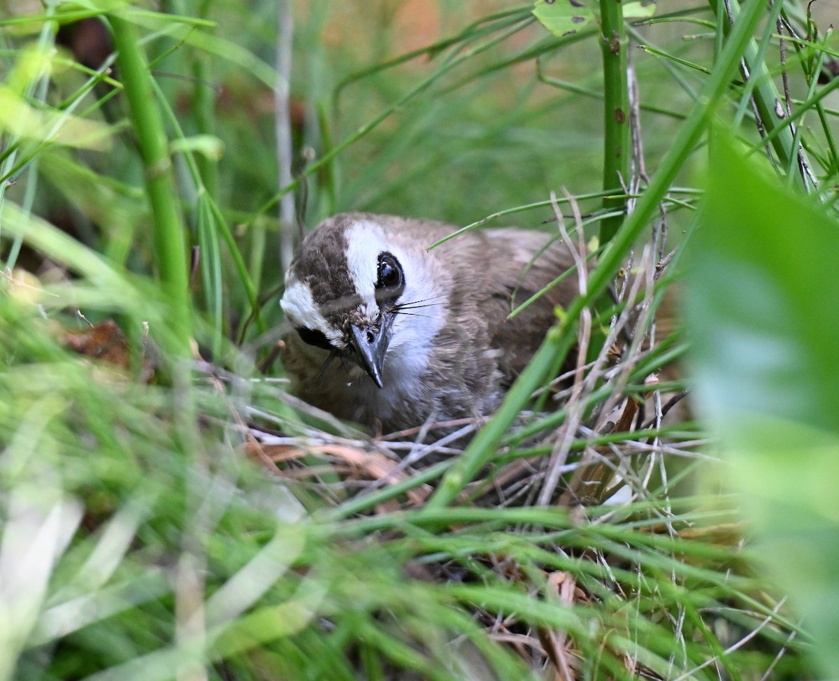 Yellow-vented Bulbul - ML638272147
