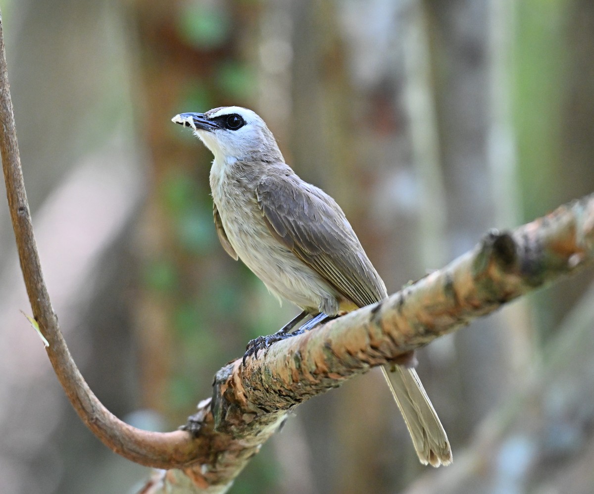 Yellow-vented Bulbul - ML638272148
