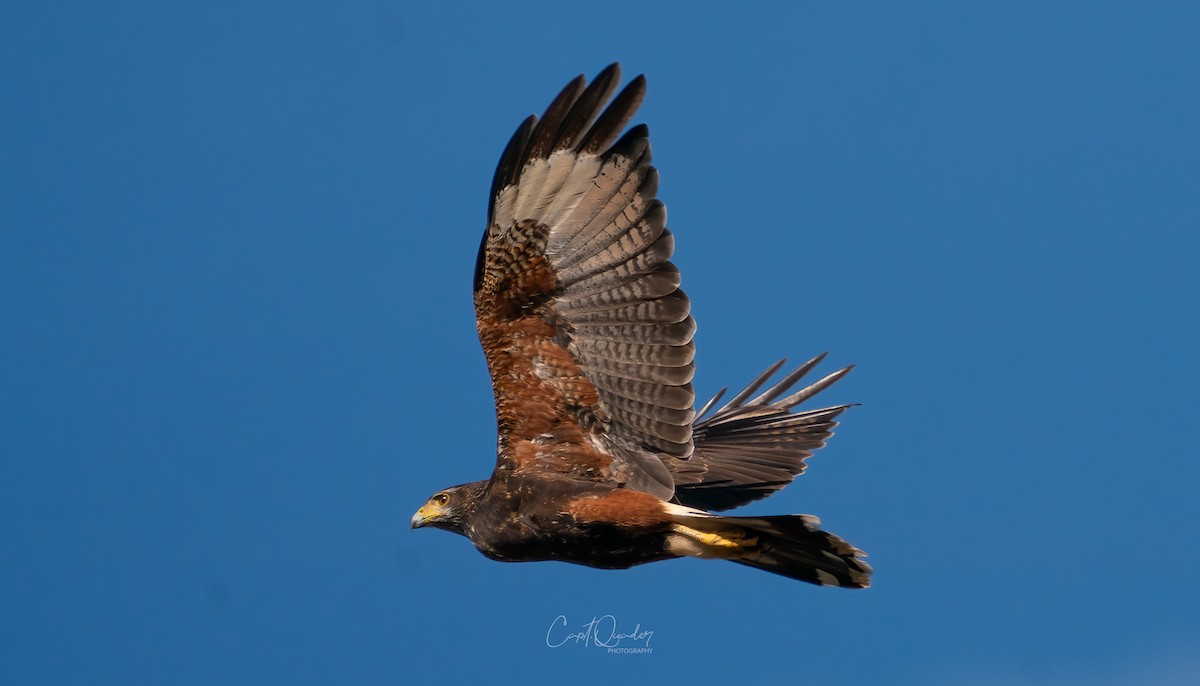 Harris's Hawk - ML638272156