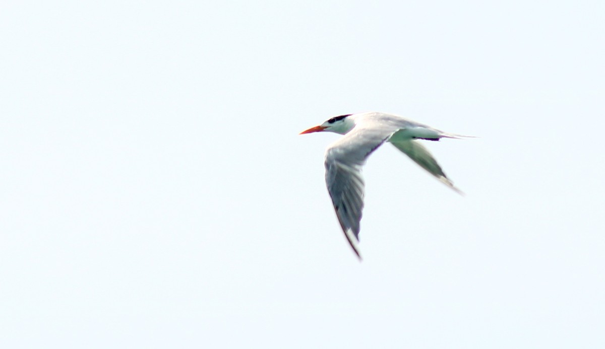 Royal Tern - ML638272158