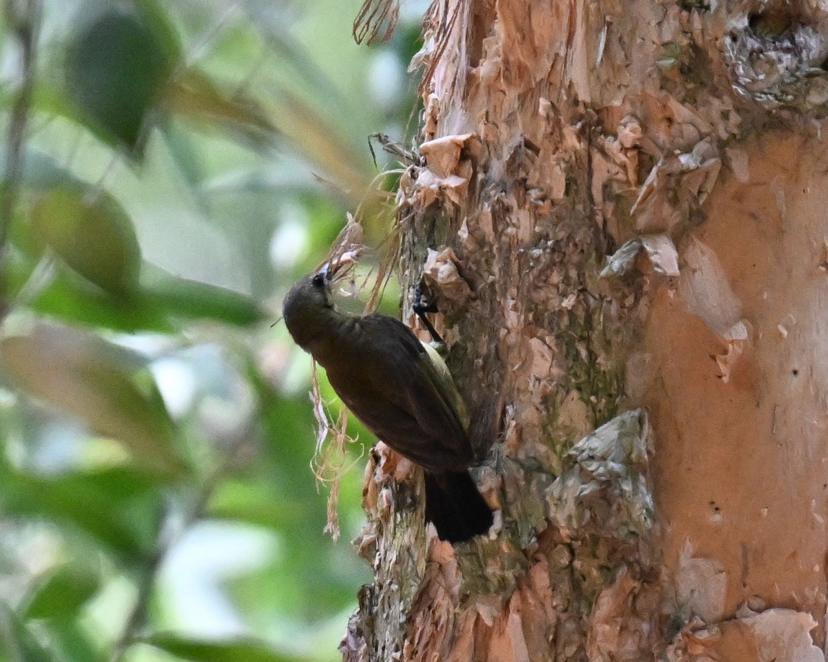 Ornate Sunbird - ML638272164