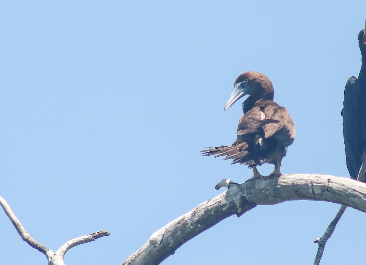 Brown Booby - ML638272168
