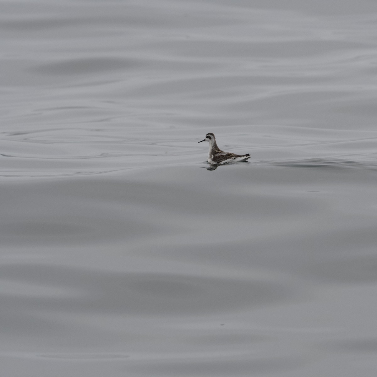 Red-necked Phalarope - ML638272175