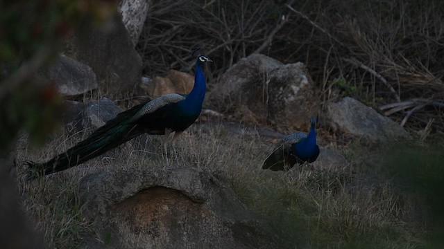 Indian Peafowl - ML638272176