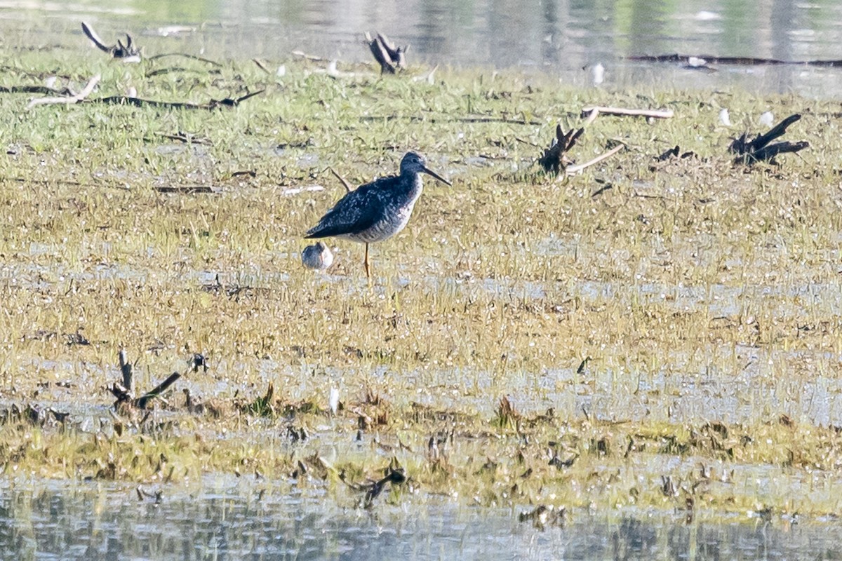 Greater Yellowlegs - ML638272178