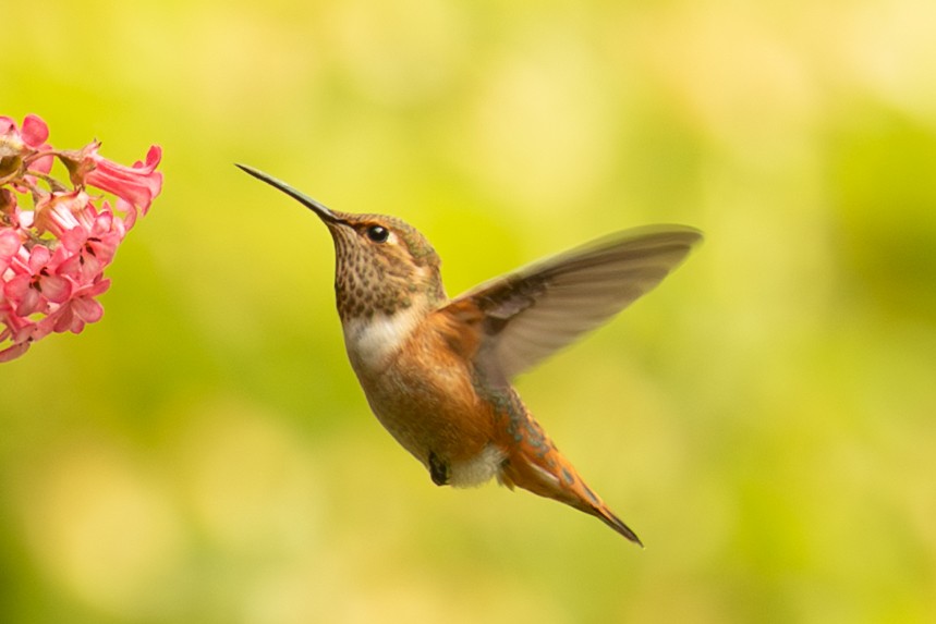Allen's Hummingbird - ML638272187