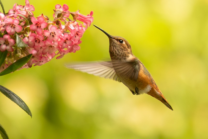 Allen's Hummingbird - ML638272188