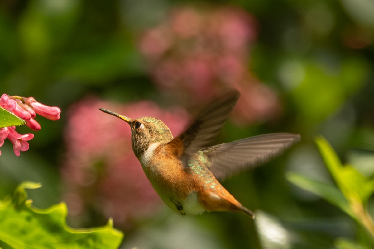 Allen's Hummingbird - ML638272189