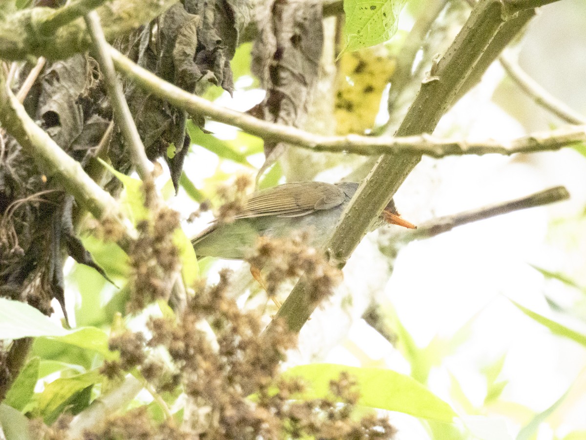 Orange-billed Nightingale-Thrush - ML638272195