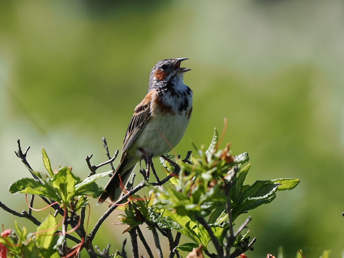 Chestnut-eared Bunting - ML638272197