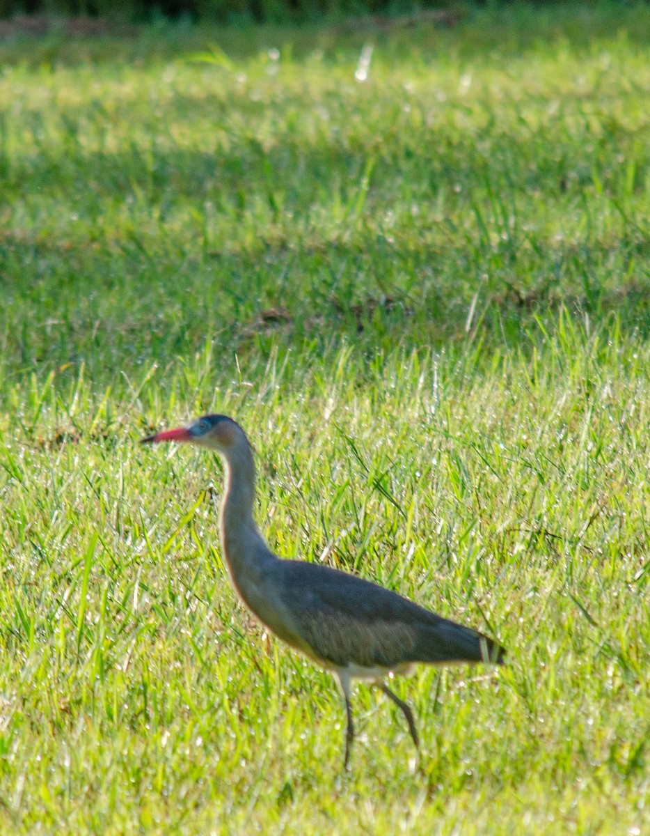 Whistling Heron - ML638272204