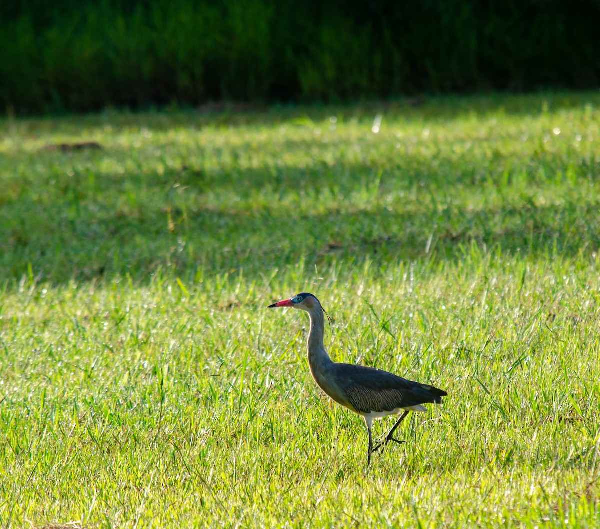Whistling Heron - ML638272205