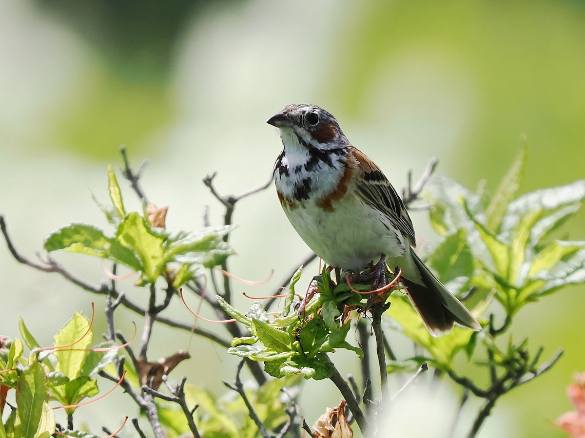 Chestnut-eared Bunting - ML638272206