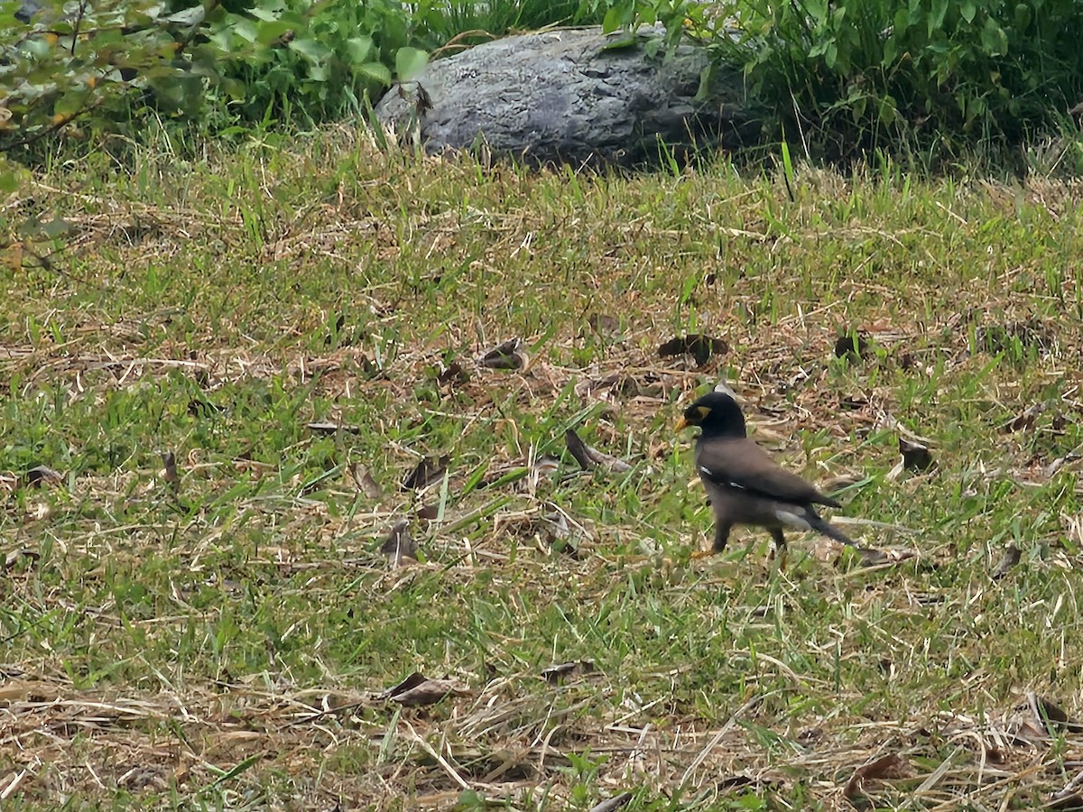 Common Myna - ML638272213