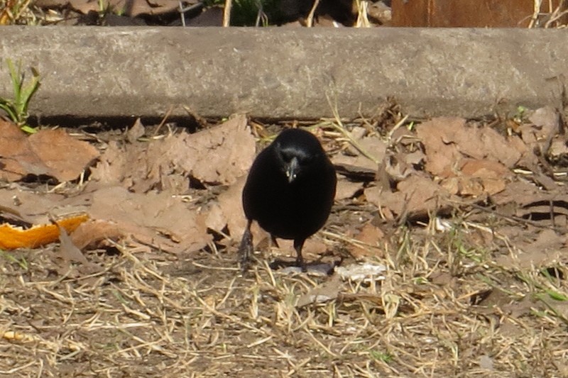 Screaming Cowbird - ML638272214