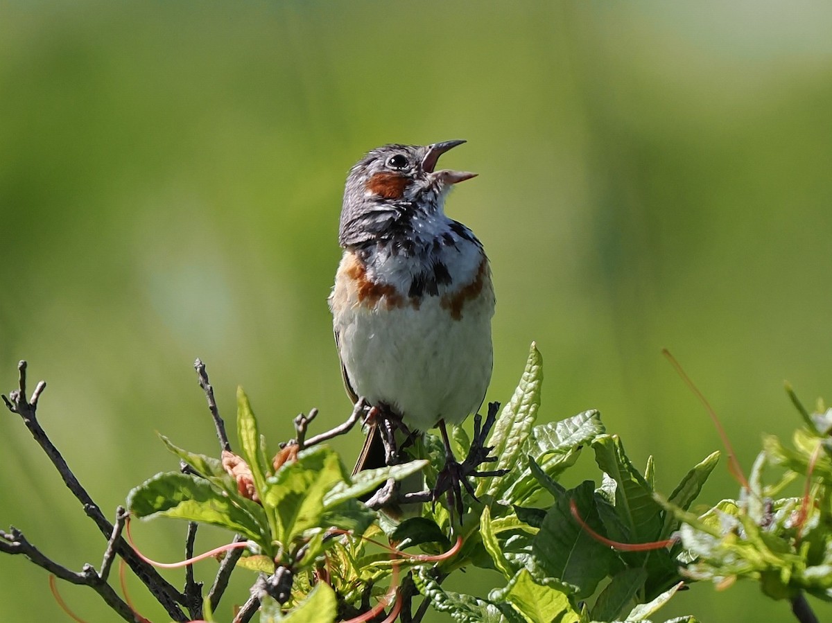 Chestnut-eared Bunting - ML638272215