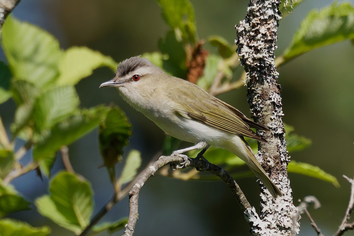 Red-eyed Vireo - ML638272217