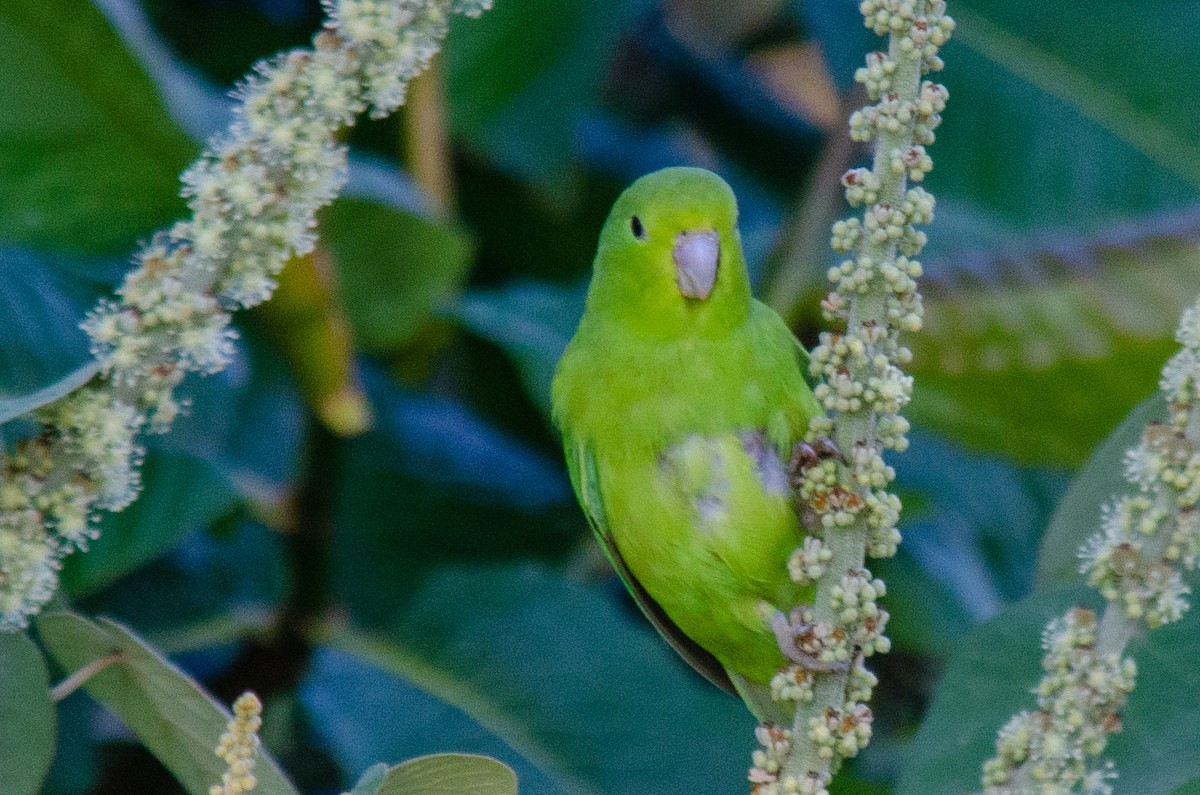 Cobalt-rumped Parrotlet - ML638272221