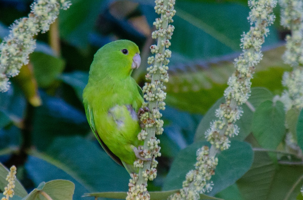 Cobalt-rumped Parrotlet - ML638272222