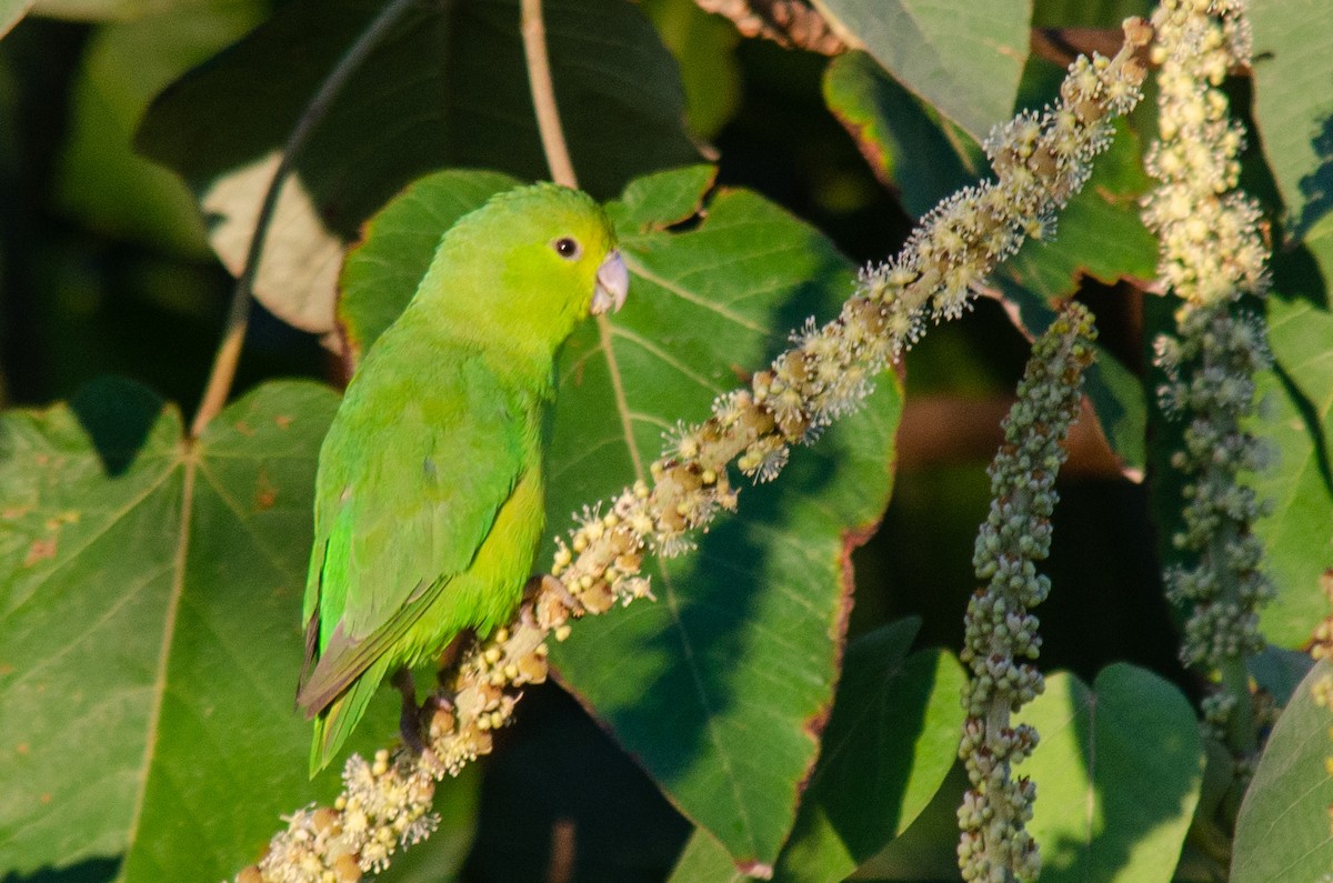 Cobalt-rumped Parrotlet - ML638272223