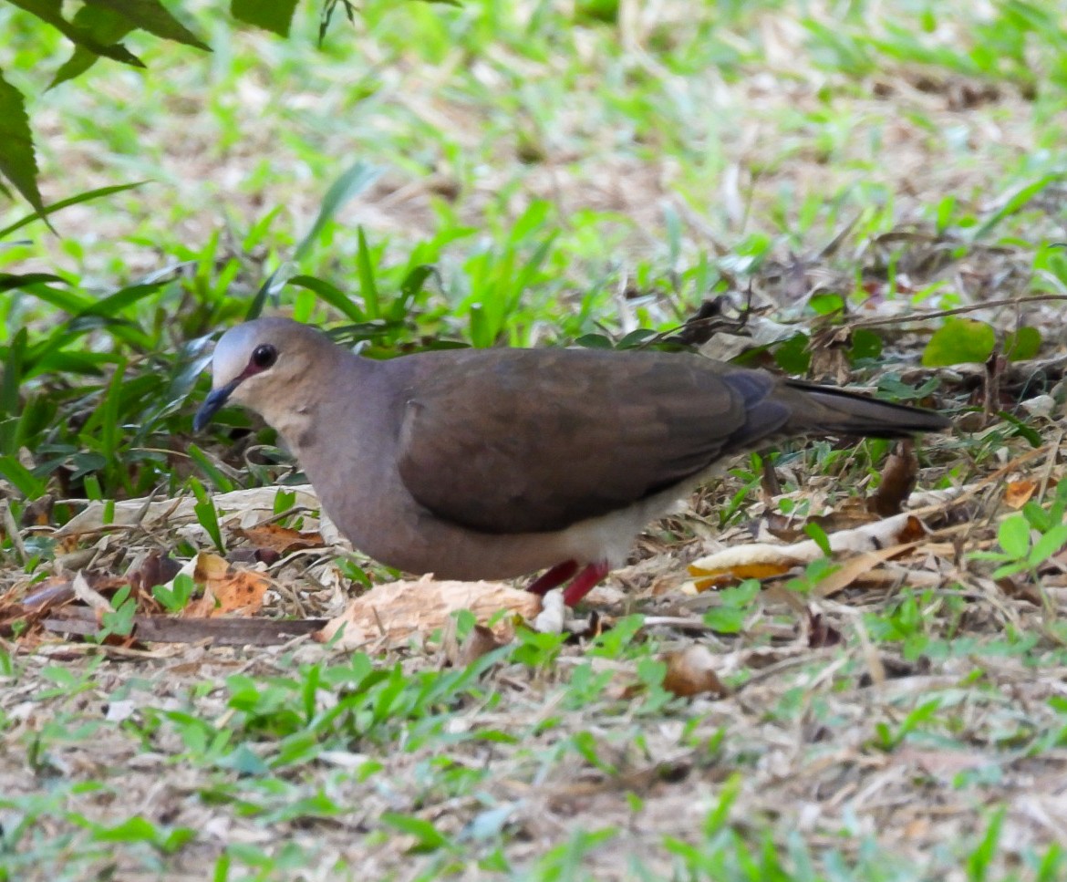 Gray-fronted Dove - ML638272224