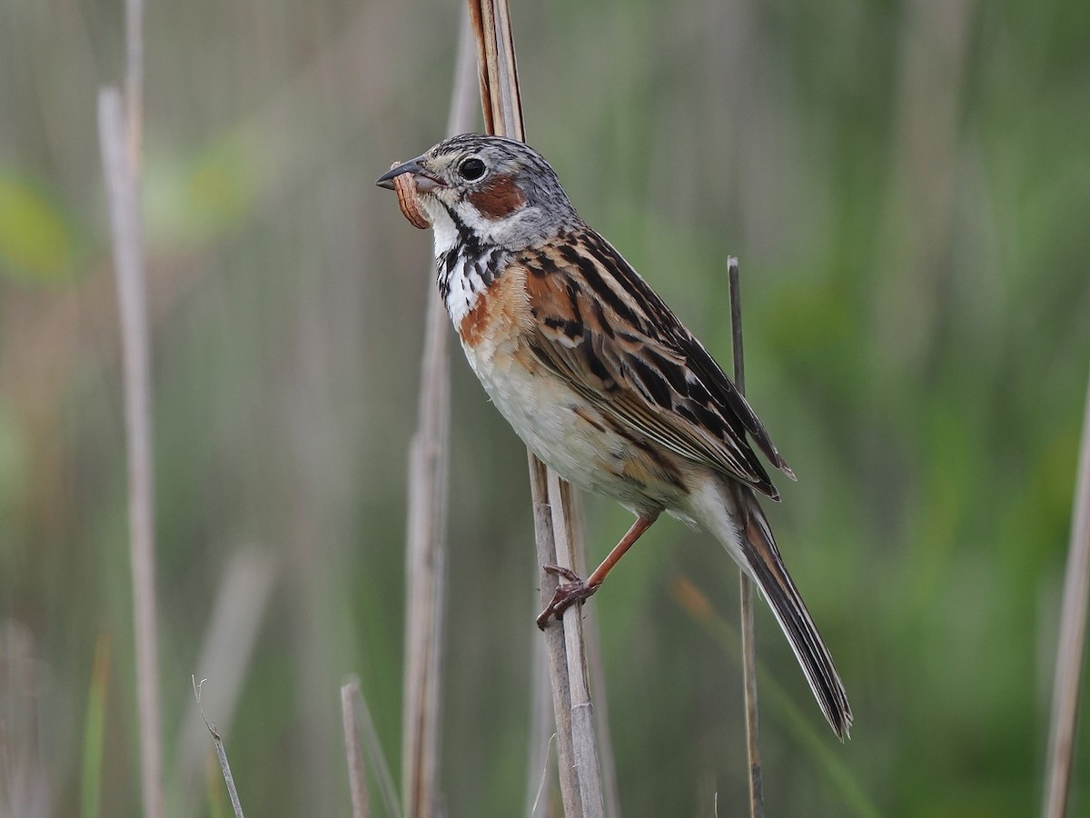 Chestnut-eared Bunting - ML638272226