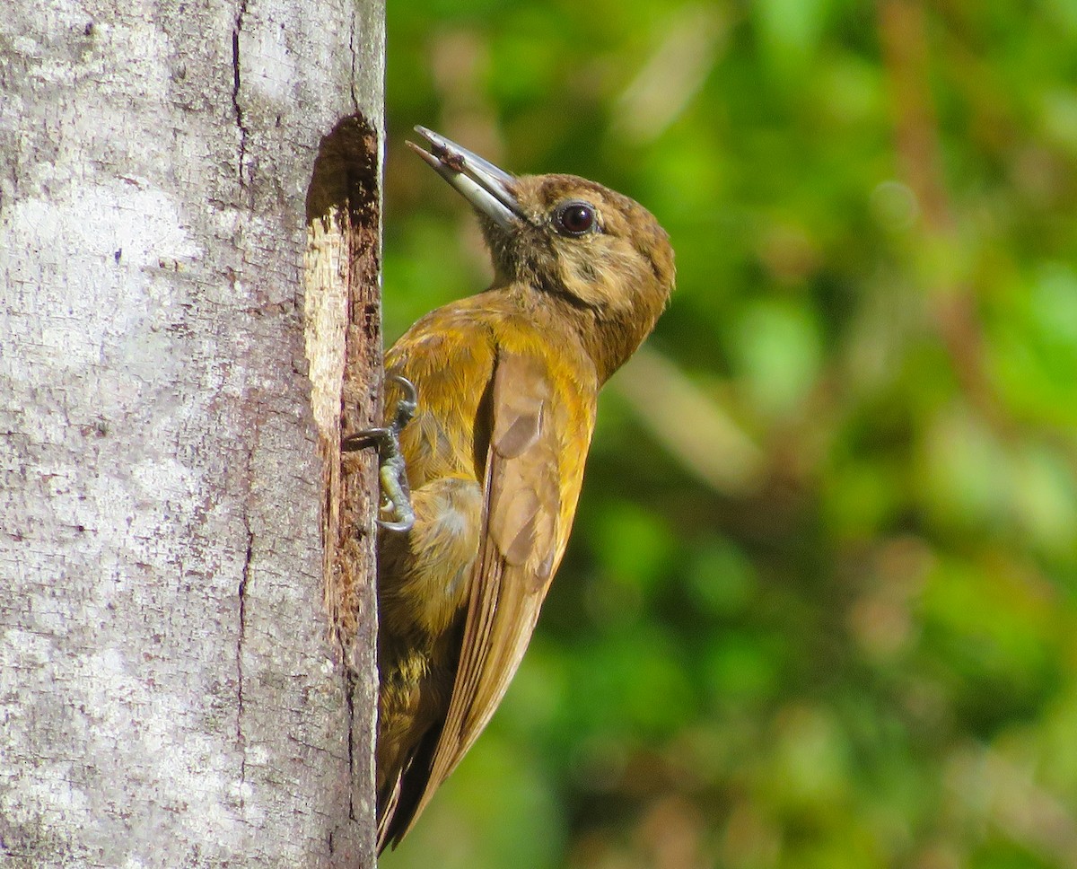 Smoky-brown Woodpecker - ML638272240