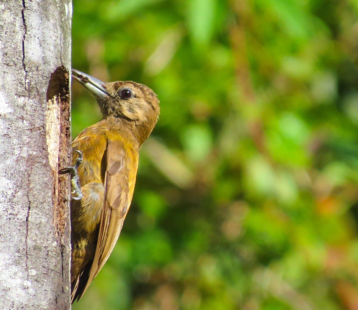 Smoky-brown Woodpecker - ML638272241