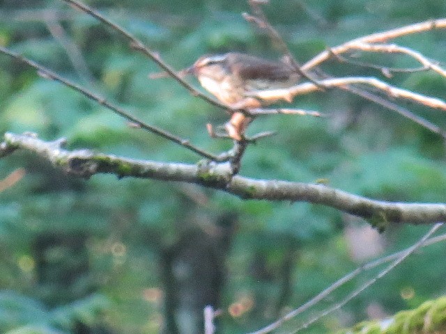 Louisiana Waterthrush - ML638272246
