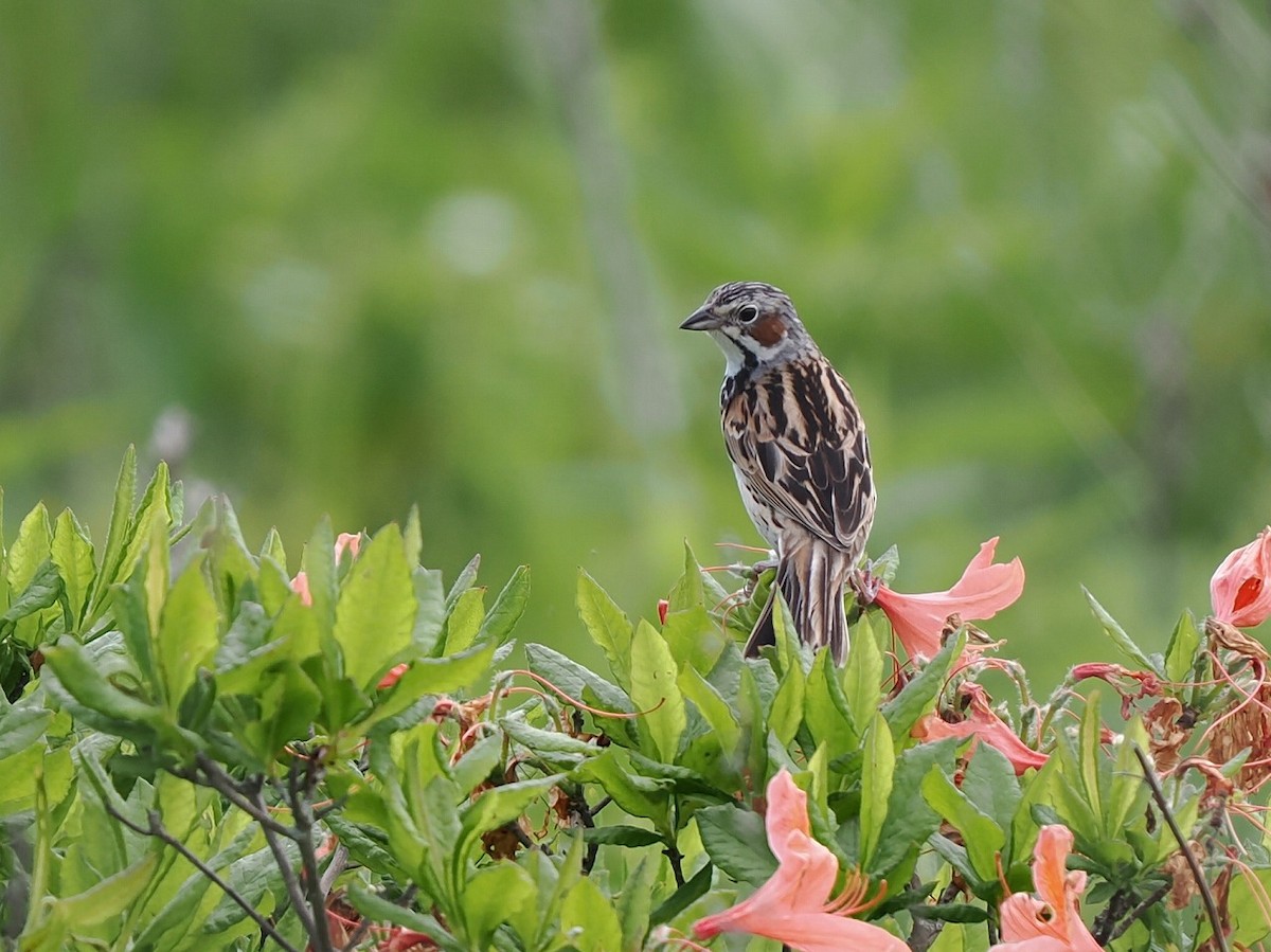 Chestnut-eared Bunting - ML638272247