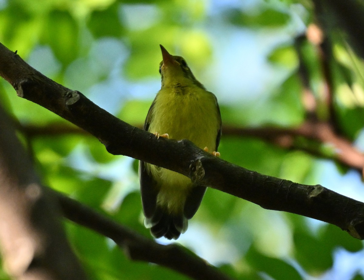 Braunkehl-Nektarvogel - ML638272258
