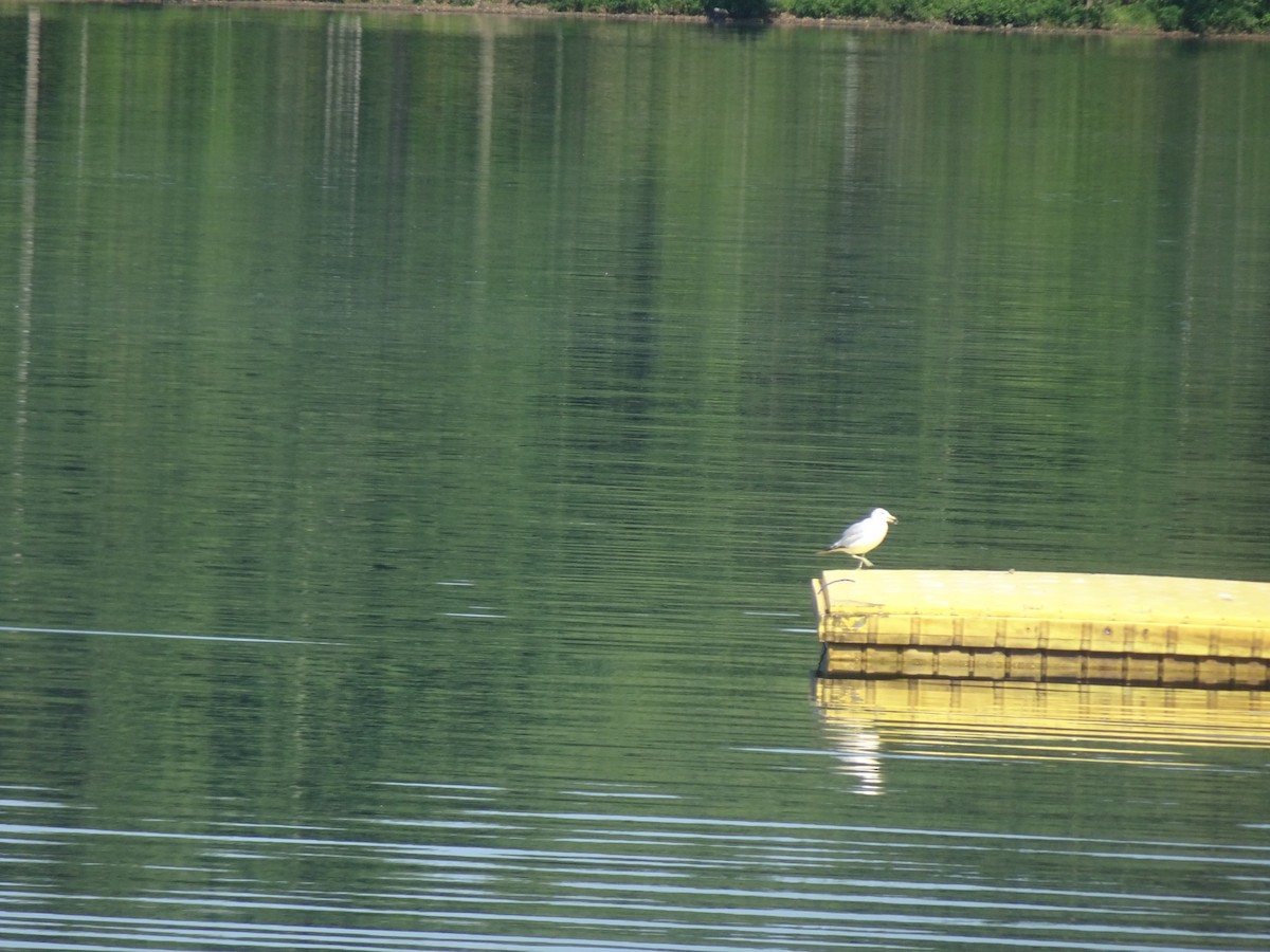 Ring-billed Gull - ML638272262