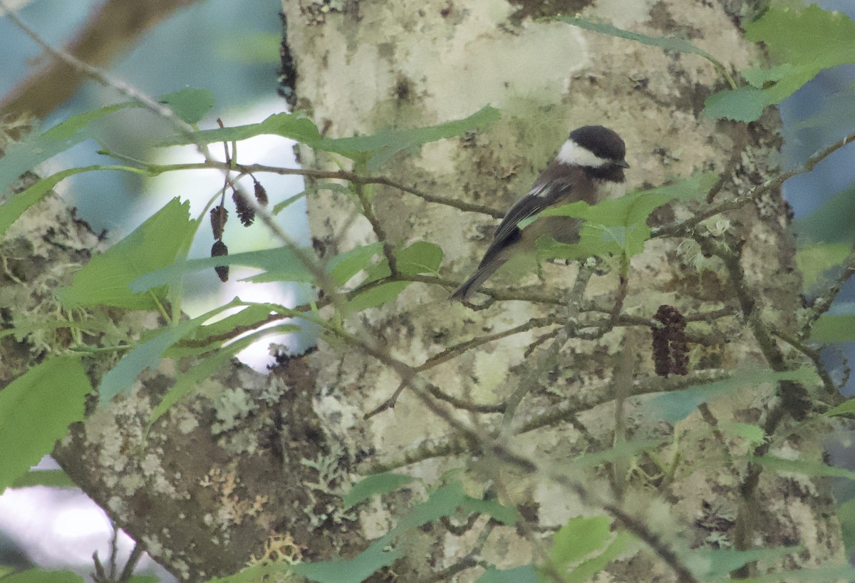 Chestnut-backed Chickadee - ML638272264
