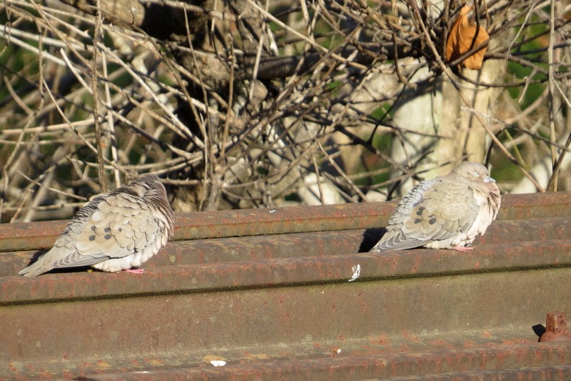 Eared Dove - ML638272267