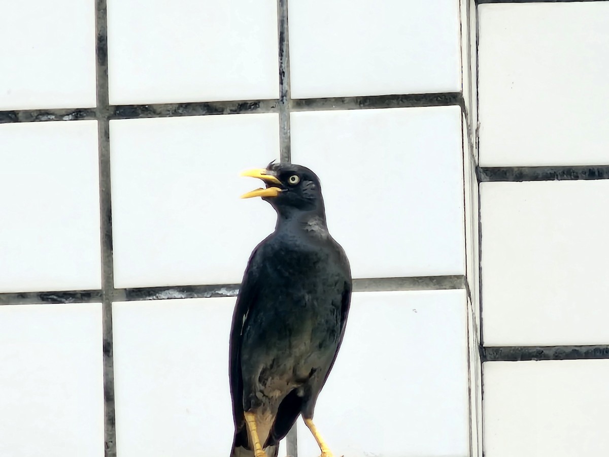 Javan Myna - ML638272271