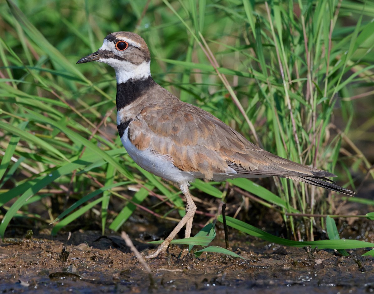 Killdeer - ML638272280