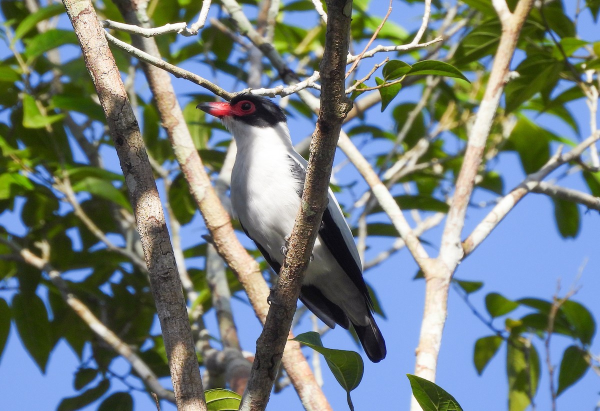 Black-tailed Tityra - ML638272281