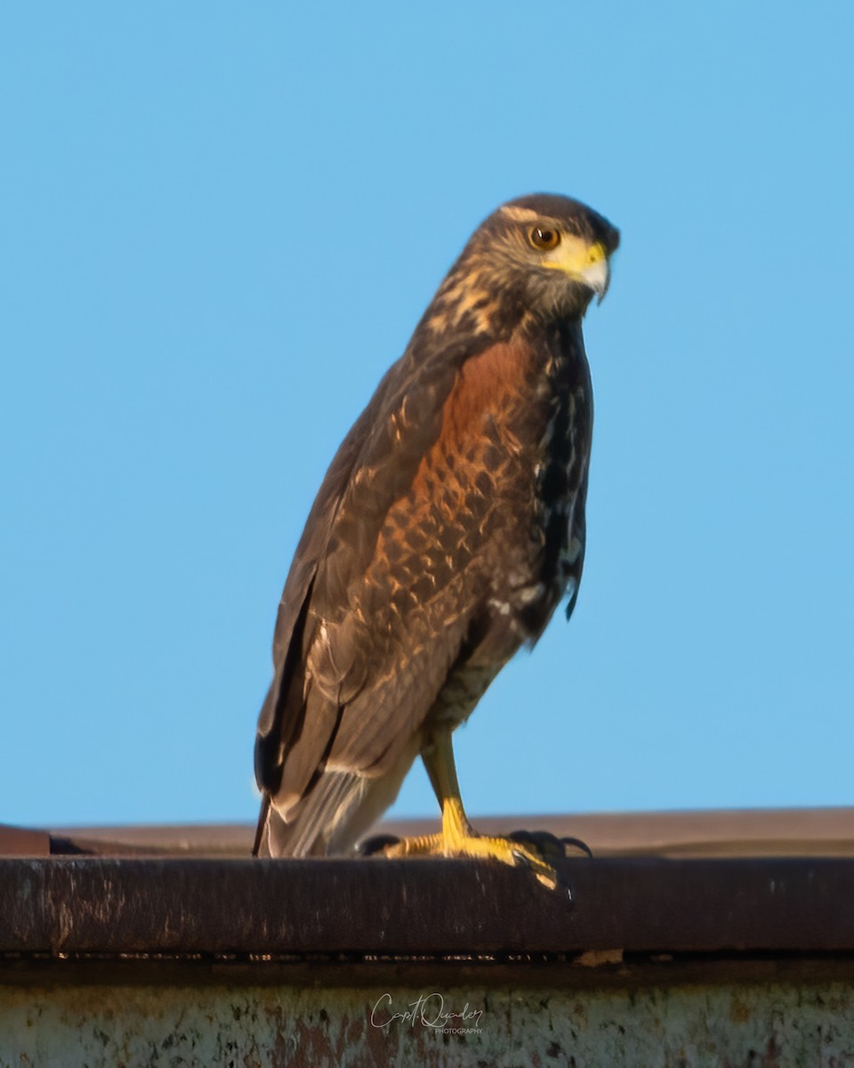 Harris's Hawk - ML638272286