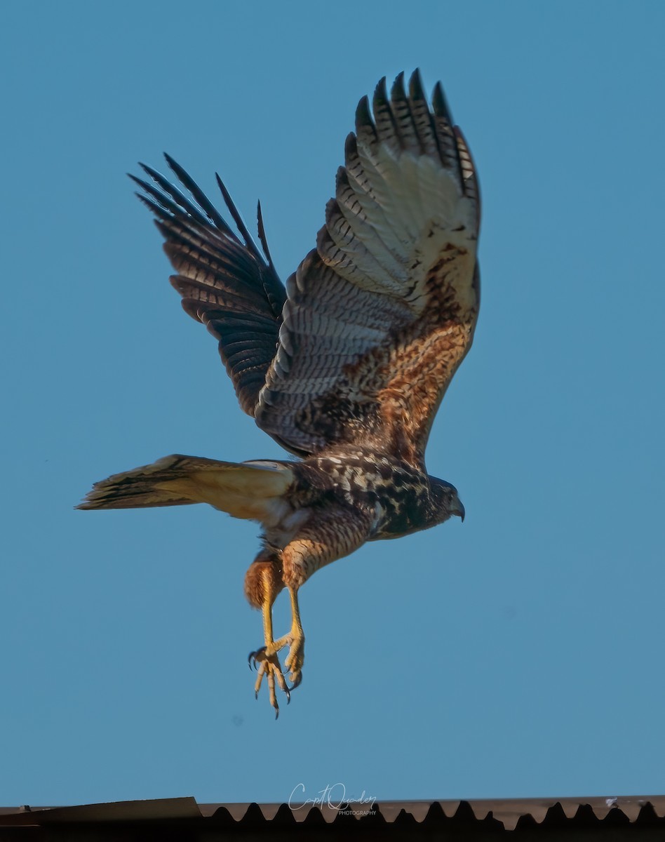 Harris's Hawk - ML638272294