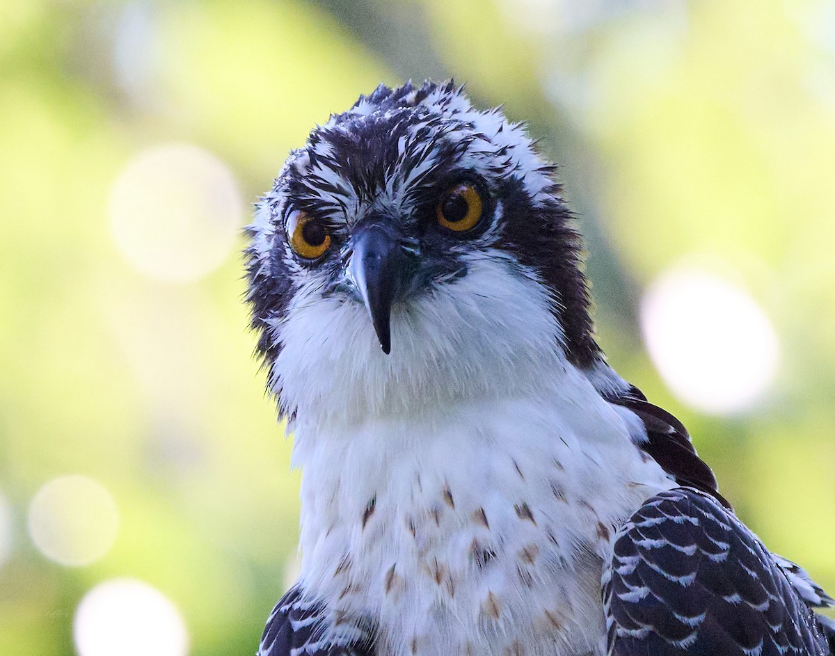 Загасч явлаг - ML638272297