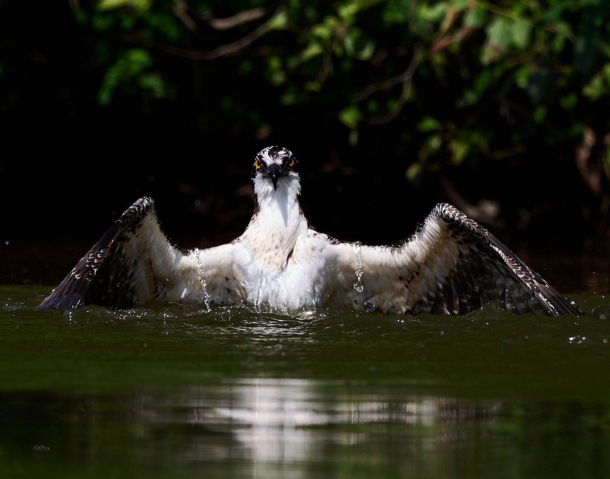 Загасч явлаг - ML638272298