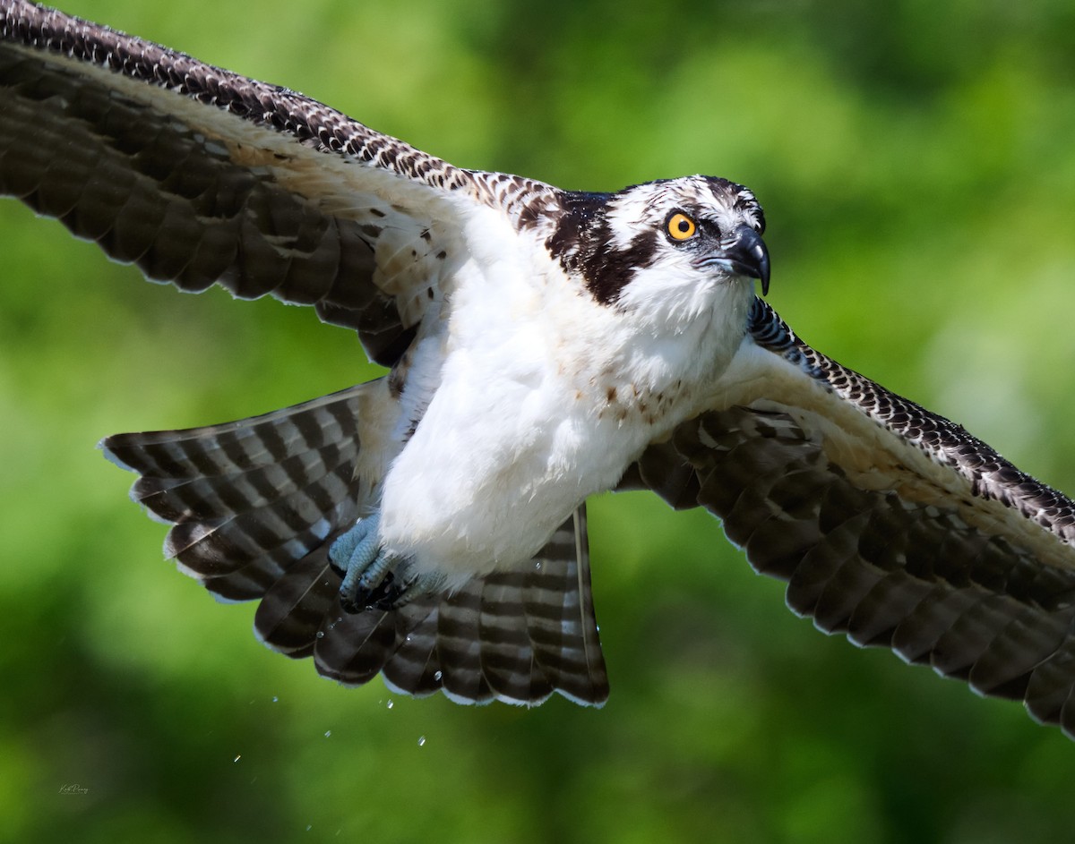 Загасч явлаг - ML638272299